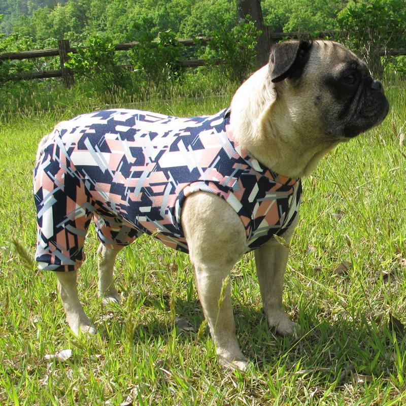 磻顼Υ⥶ƤĤʤڲƤĤʤ2orƤĤʤ1T()1ϥ᡼زġ