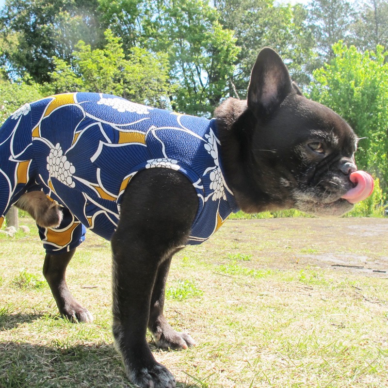 ���դ��פ�ʤ�������ƤĤʤ��ڲƤĤʤ�2��or�ƤĤʤ�1���T�����(����)1��ϥ᡼���زġ�