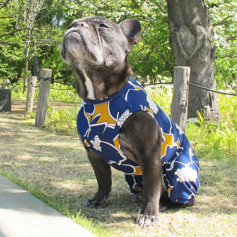 ���դ��פ�ʤ�������ƤĤʤ��ڲƤĤʤ�2��or�ƤĤʤ�1���T�����(����)1��ϥ᡼���زġ�