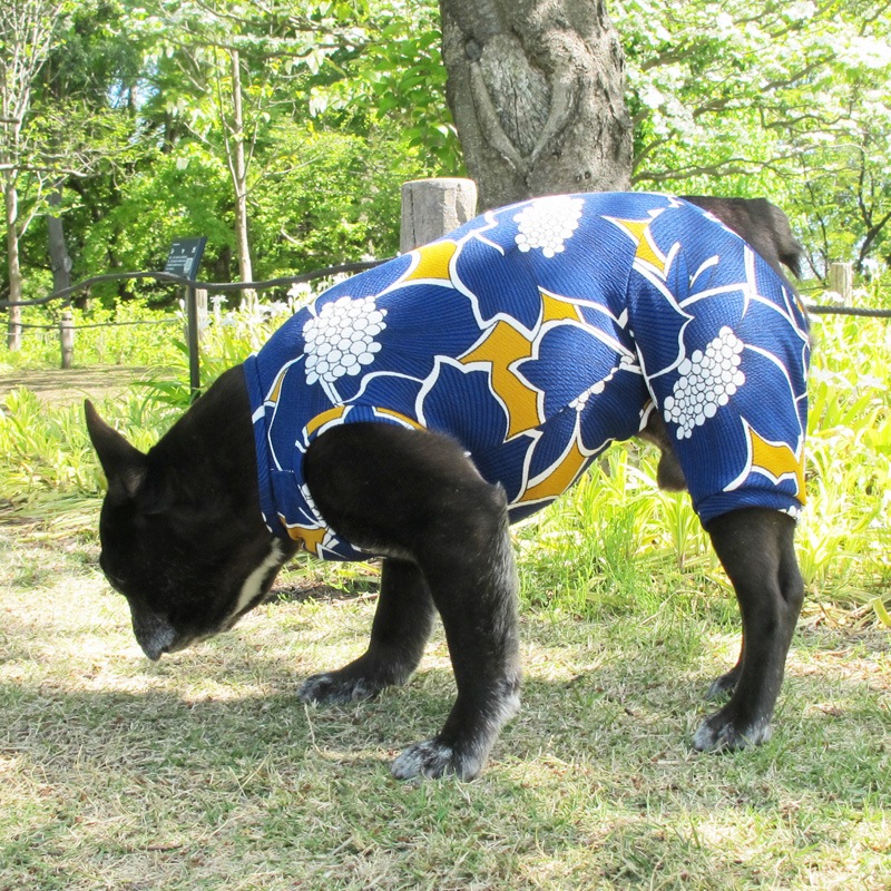 ���դ��פ�ʤ�������ƤĤʤ��ڲƤĤʤ�2��or�ƤĤʤ�1���T�����(����)1��ϥ᡼���زġ�