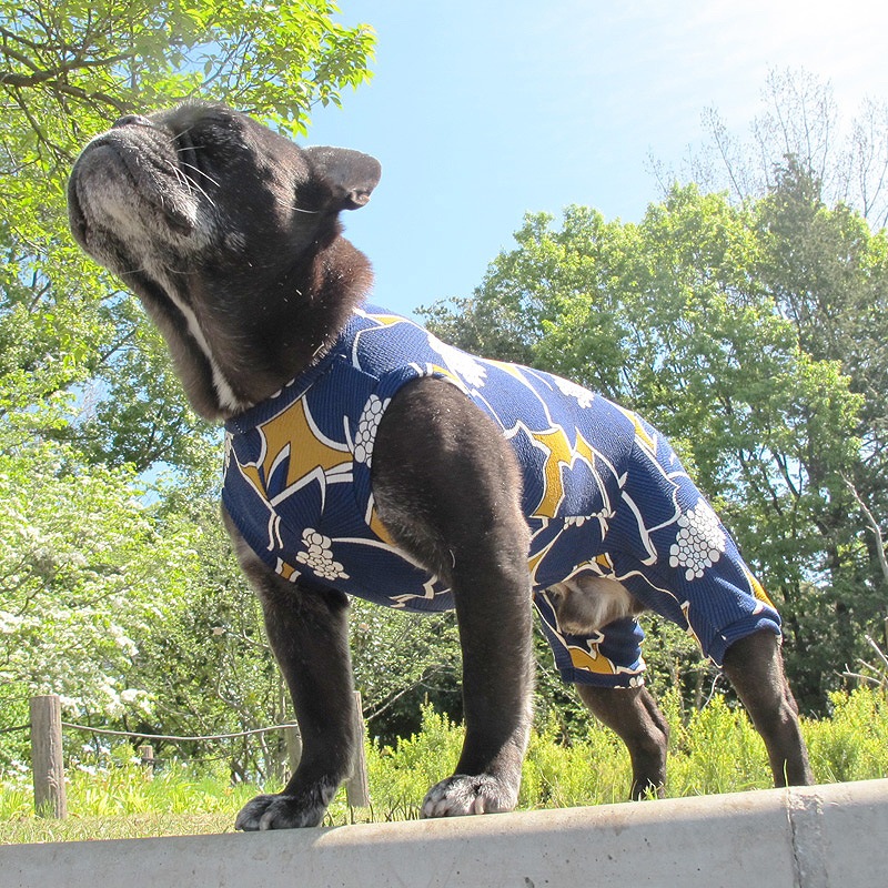 ���դ��פ�ʤ�������ƤĤʤ��ڲƤĤʤ�2��or�ƤĤʤ�1���T�����(����)1��ϥ᡼���زġ�