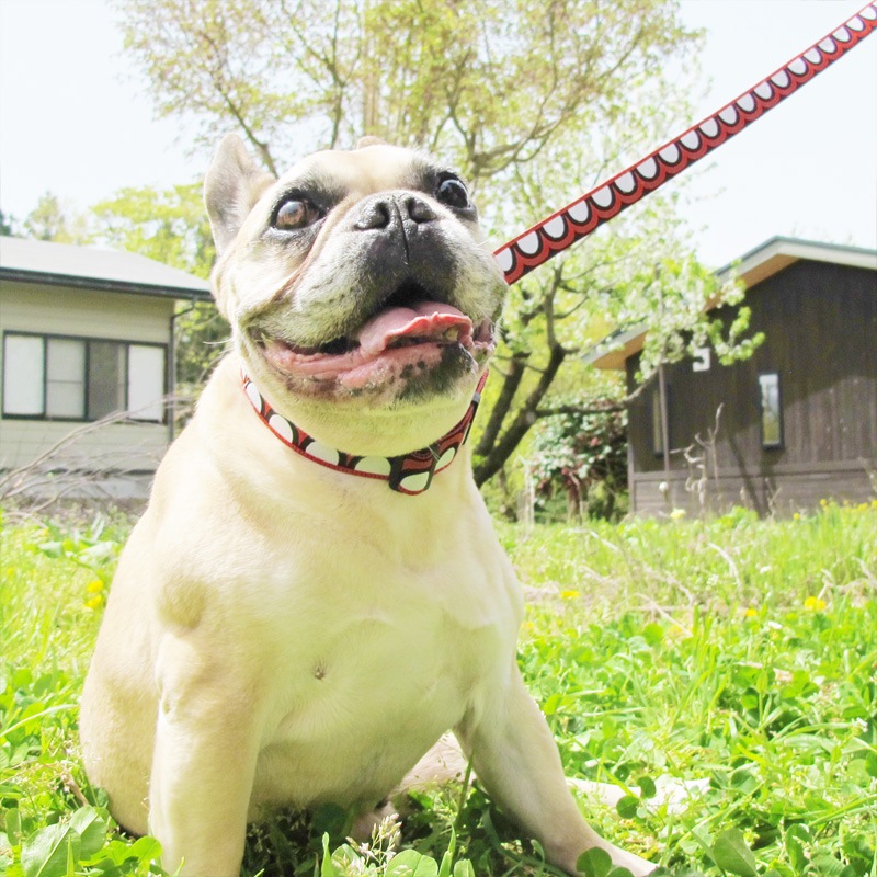 㥫ɥܥ/Ⱦݤݤءʥåɡˡñʥ᡼ز/꡼ɤȤΥ᡼Ʊġ