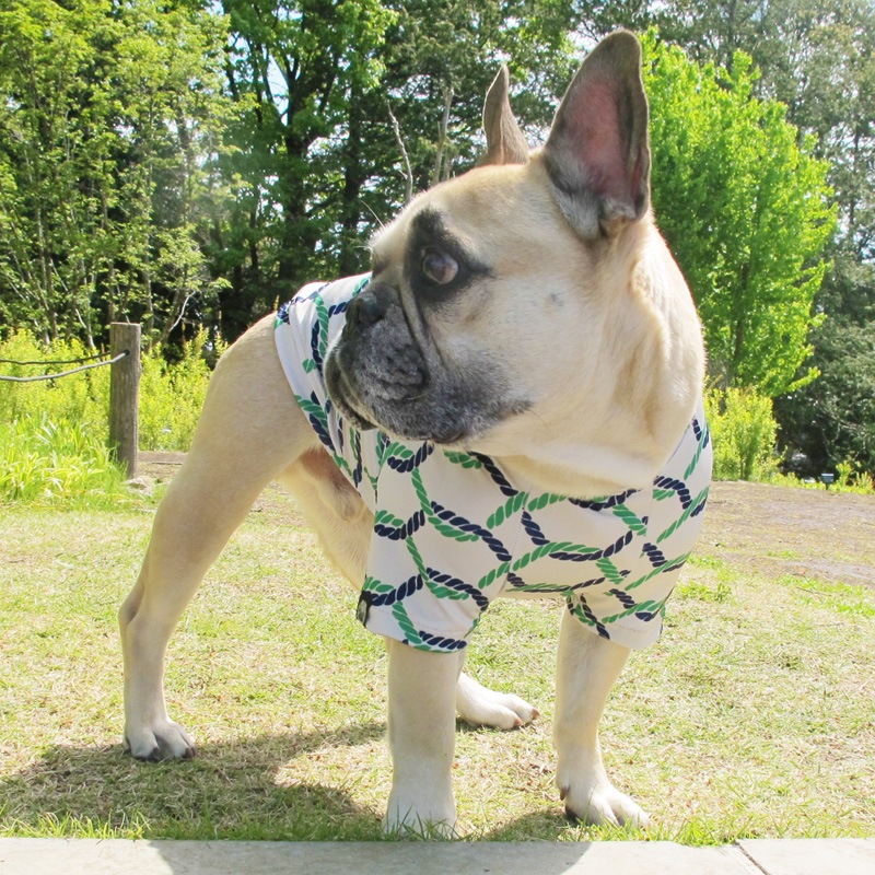 �����ץץ���T����ġ�T�����2��or���󥯥ȥå�1���T�����1��ϥ᡼���زġ�