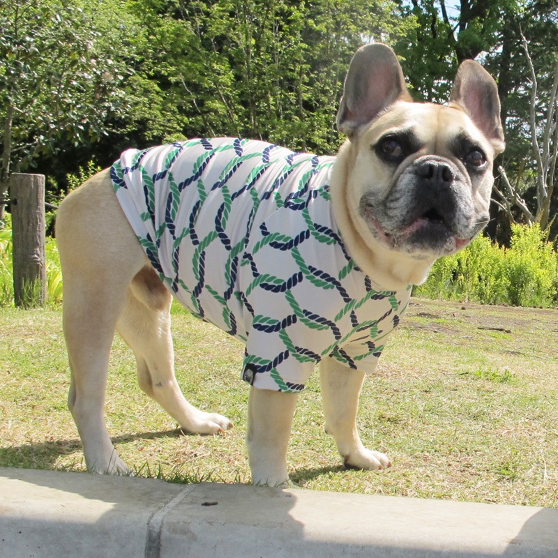 �����ץץ���T����ġ�T�����2��or���󥯥ȥå�1���T�����1��ϥ᡼���زġ�