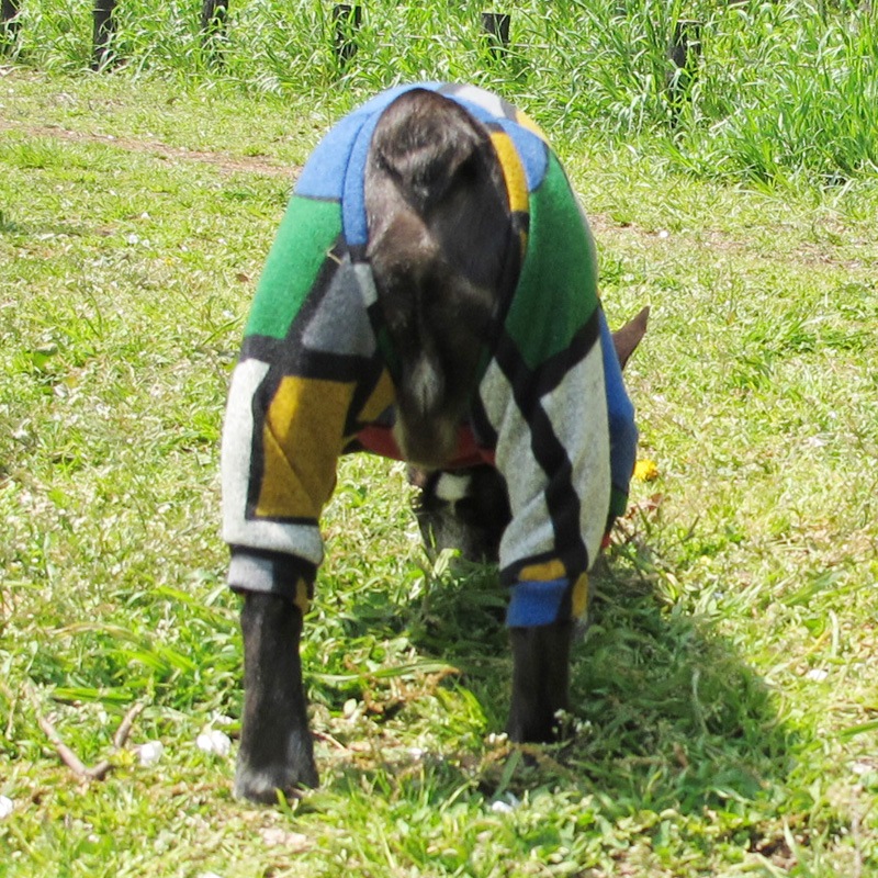 ֥å󥰤ĤʤڰΤߥ᡼زġ