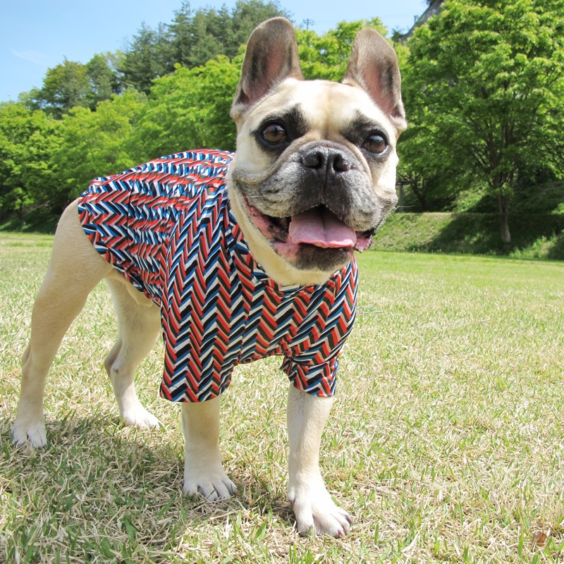 ����ե�T����ġ�T�����2��or���󥯥ȥå�1���T�����1��ϥ᡼���زġ�