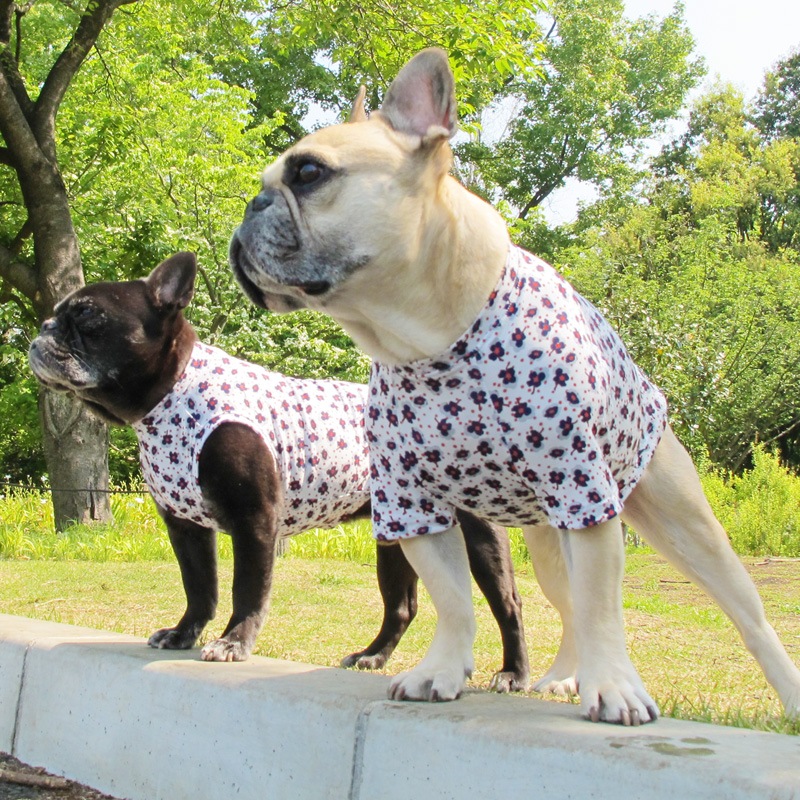 ���֡ߥɥåȥץ���T����ġ�T�����2��or���󥯥ȥå�1���T�����1��ϥ᡼���زġ�