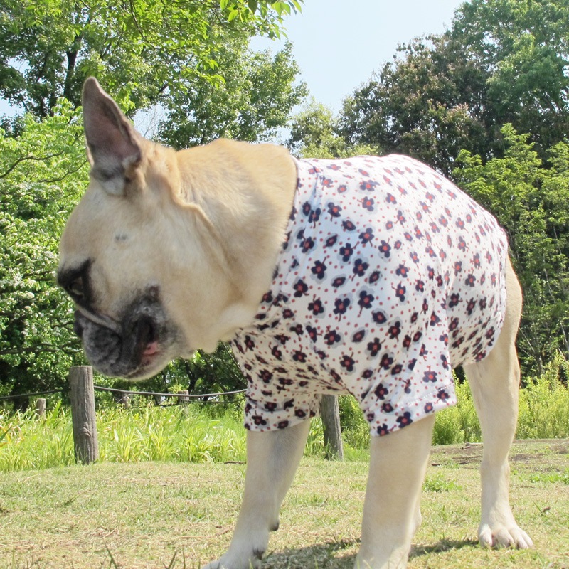 ���֡ߥɥåȥץ���T����ġ�T�����2��or���󥯥ȥå�1���T�����1��ϥ᡼���زġ�