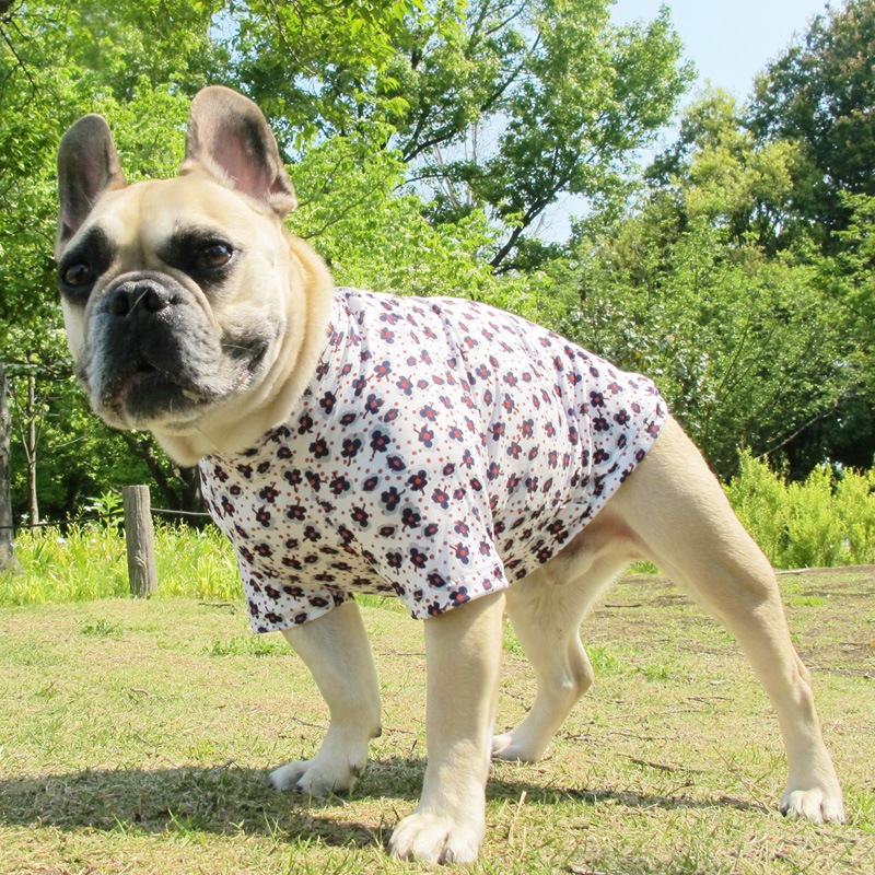 ���֡ߥɥåȥץ���T����ġ�T�����2��or���󥯥ȥå�1���T�����1��ϥ᡼���زġ�