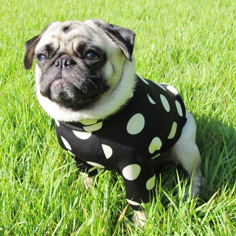 �����̽եȥ졼�ʡ��ڰ���Τߥ᡼���زġ�