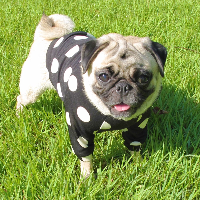 �����̽եȥ졼�ʡ��ڰ���Τߥ᡼���زġ�