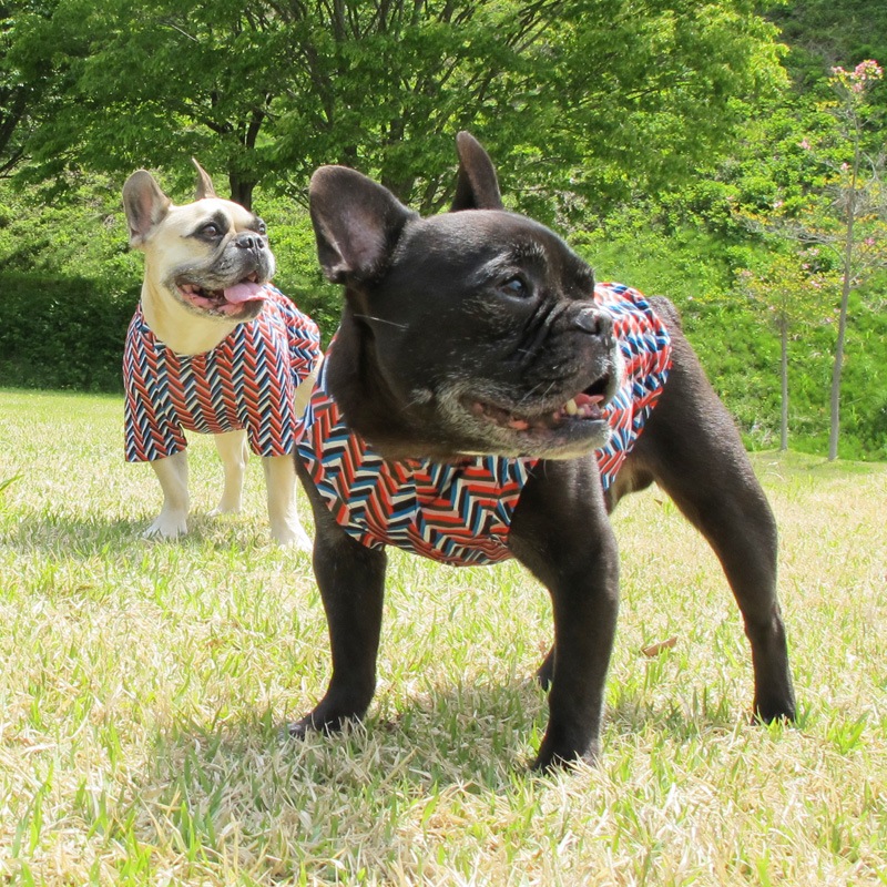 ����ե륿�󥯥ȥåס�T�����2��or���󥯥ȥå�1���T�����1��ϥ᡼���زġ�