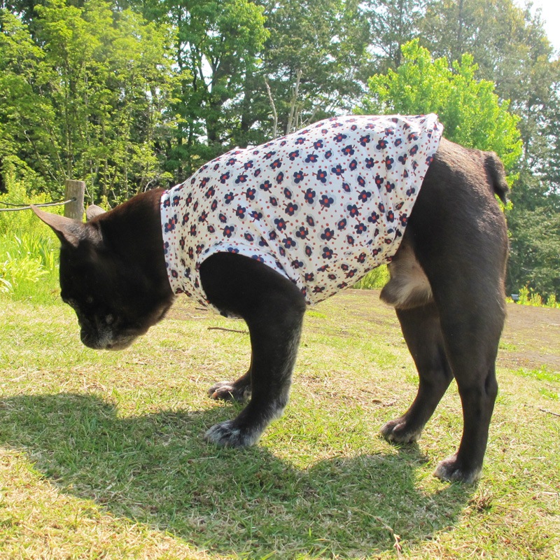 ���֡ߥɥåȥץ��ȥ��󥯥ȥåס�T�����2��or���󥯥ȥå�1���T�����1��ϥ᡼���زġ�