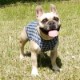 ��Ļ�ʻҥ��󥯥ȥåס�T�����2��or���󥯥ȥå�1���T�����1��ϥ᡼���زġ�