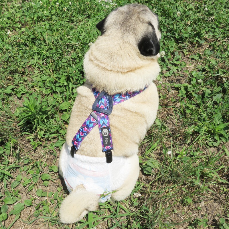 ̤��ʥ����ڥ�����ڥ᡼���زġ�