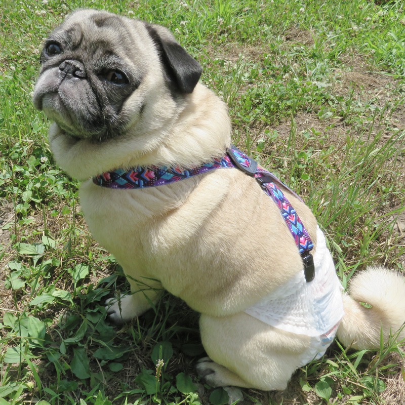 ̤��ʥ����ڥ�����ڥ᡼���زġ�