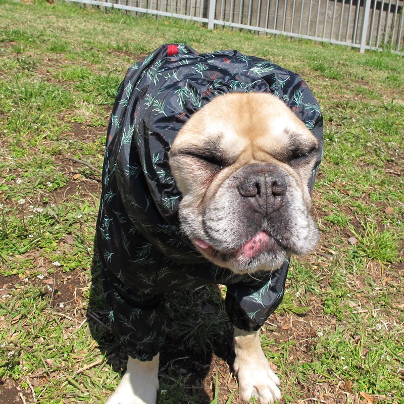 ���ܤä������ӤΤߥ쥤�󥳡��ȡ����̡��ɥա��ɡ�ñ�ʥ᡼���ز�/���̡��ɥա��ɤȤ�Ʊ���᡼���زġ�