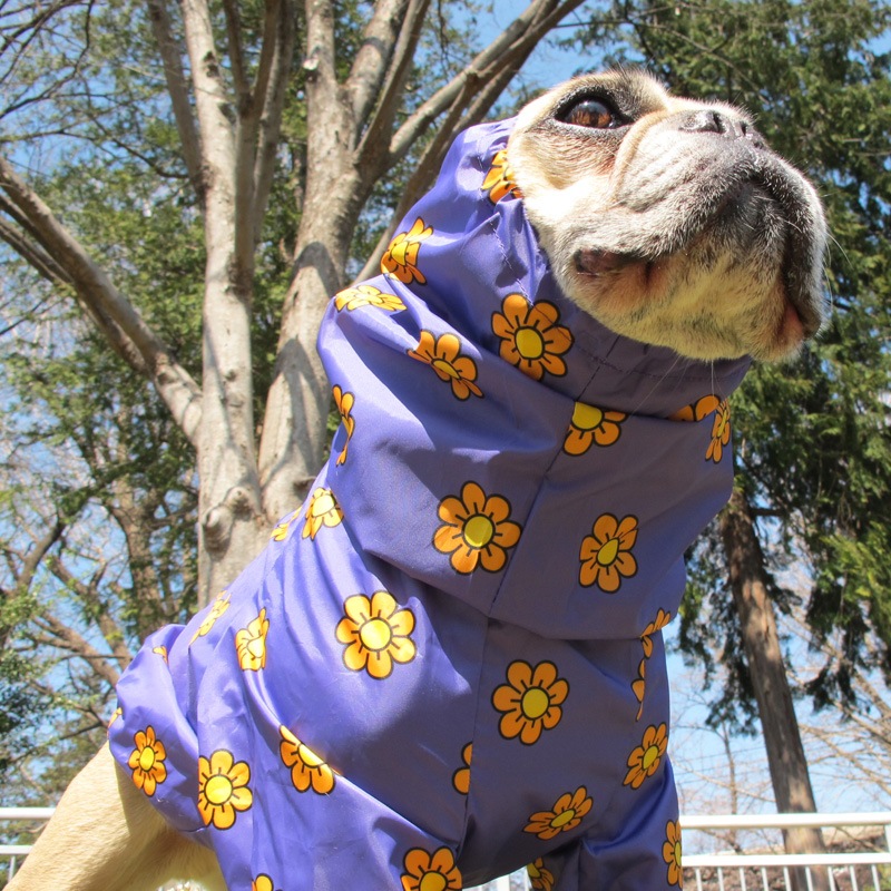 �ޡ�����åȡʻ�����ӤΤߥ쥤�󥳡��ȡ����̡��ɥա��ɡ�ñ�ʥ᡼���ز�/���̡��ɥա��ɤȤ�Ʊ���᡼���زġ�