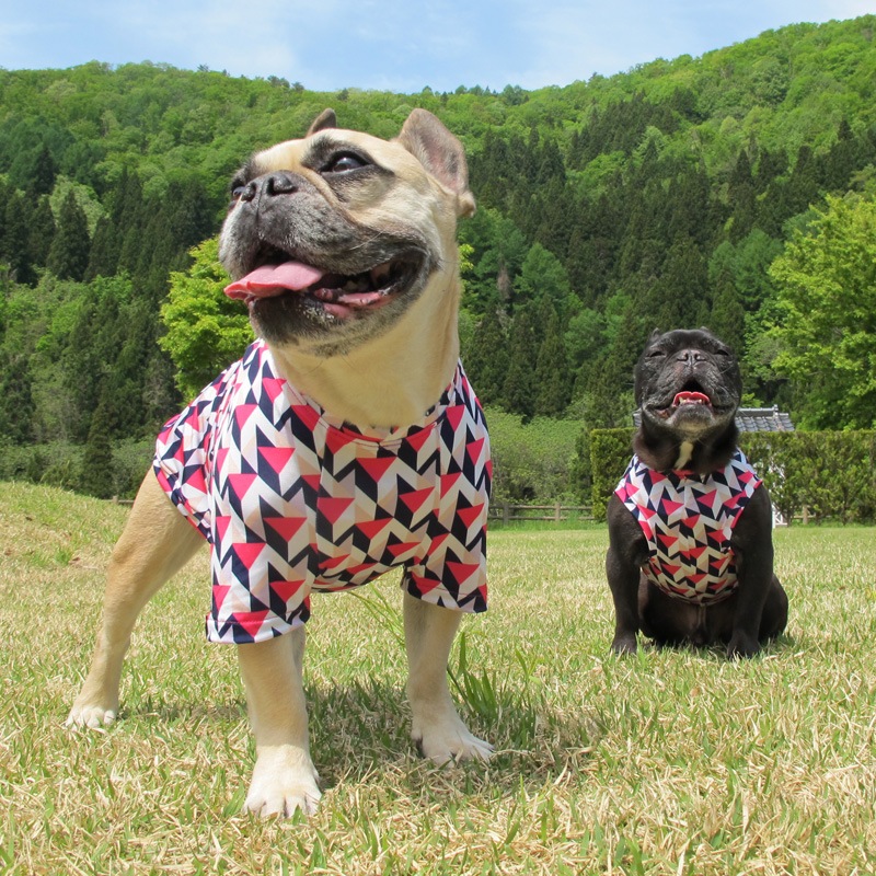 �Ĥ�S�������Τߡ�Cute���顼�δ����إץ���T����ġ�T�����2��or���󥯥ȥå�1���T�����1��ϥ᡼���زġ�
