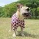 �Ĥ�S�������Τߡ�Cute���顼�δ����إץ���T����ġ�T�����2��or���󥯥ȥå�1���T�����1��ϥ᡼���زġ�