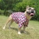 �Ĥ�S�������Τߡ�Cute���顼�δ����إץ���T����ġ�T�����2��or���󥯥ȥå�1���T�����1��ϥ᡼���زġ�