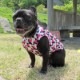 Cute���顼�δ����إץ��ȥ��󥯥ȥåס�T�����2��or���󥯥ȥå�1���T�����1��ϥ᡼���زġ�