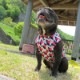 Cute���顼�δ����إץ��ȥ��󥯥ȥåס�T�����2��or���󥯥ȥå�1���T�����1��ϥ᡼���زġ�