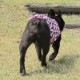 Cute���顼�δ����إץ��ȥ��󥯥ȥåס�T�����2��or���󥯥ȥå�1���T�����1��ϥ᡼���زġ�