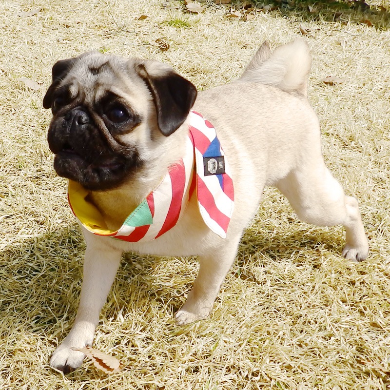 ������Х���ʡʼФ�ܡ������֡ˡ�2�Ĥޤǥ᡼���زġ�