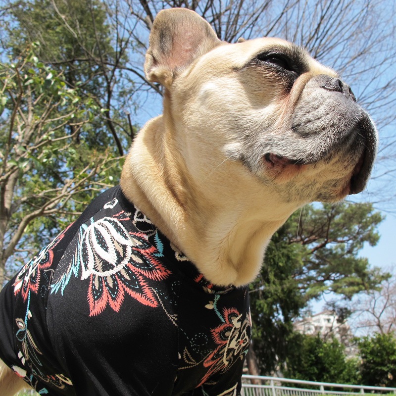 ܥ˥ץTġT2or󥯥ȥå1T1ϥ᡼زġ