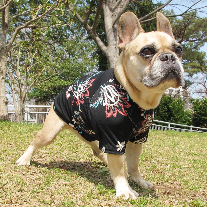 ܥ˥ץTġT2or󥯥ȥå1T1ϥ᡼زġ