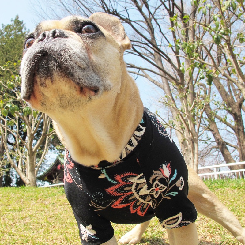 ܥ˥ץTġT2or󥯥ȥå1T1ϥ᡼زġ