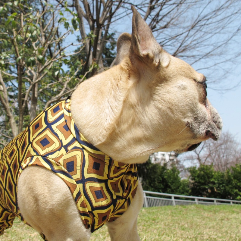 ȥʥƤĤʤڲƤĤʤ2orƤĤʤ1T()1ϥ᡼زġ