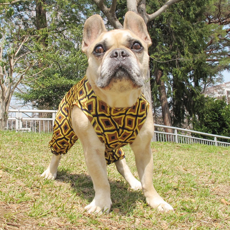 ȥʥƤĤʤڲƤĤʤ2orƤĤʤ1T()1ϥ᡼زġ