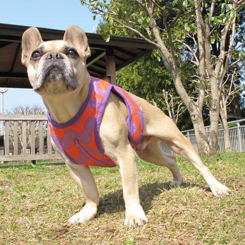 ������٥��ȡʤʤߤʤ�/����󥸡߻�ˡ�1��Τߥ᡼���زġ�