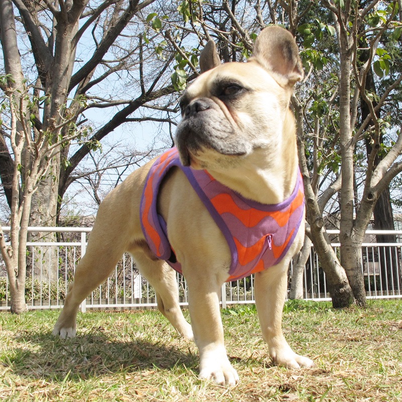 ������٥��ȡʤʤߤʤ�/����󥸡߻�ˡ�1��Τߥ᡼���زġ�