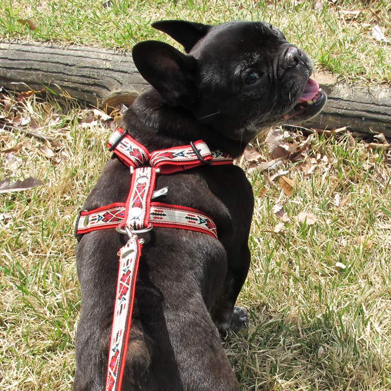 ���㥫����PP�ͥ��ƥ������ϡ��ͥ�A���֡ˡ�ñ�ʥ᡼���ز�/�꡼�ɤȤΥ᡼����Ʊ���ġ�