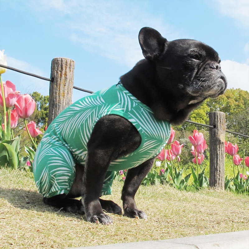 �䥷���ڥץ��ȲƤĤʤ��ڲƤĤʤ�2��or�ƤĤʤ�1���T�����(����)1��ϥ᡼���زġ�