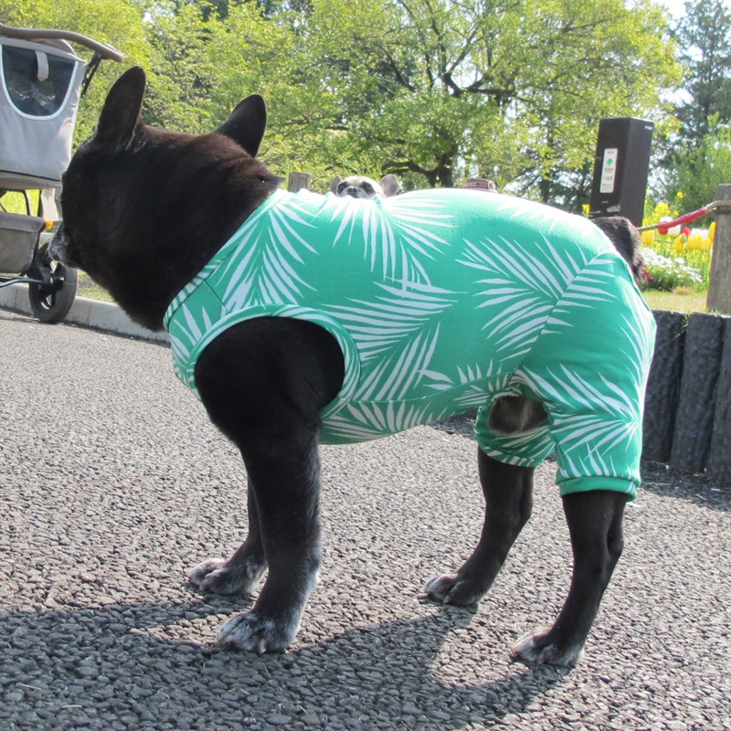 �䥷���ڥץ��ȲƤĤʤ��ڲƤĤʤ�2��or�ƤĤʤ�1���T�����(����)1��ϥ᡼���زġ�