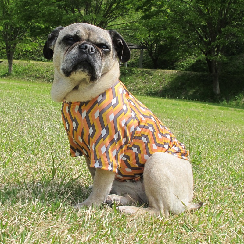 ����å���ʥ⥶�����ץ���T����ġ�T�����2��or���󥯥ȥå�1���T�����1��ϥ᡼���زġ�