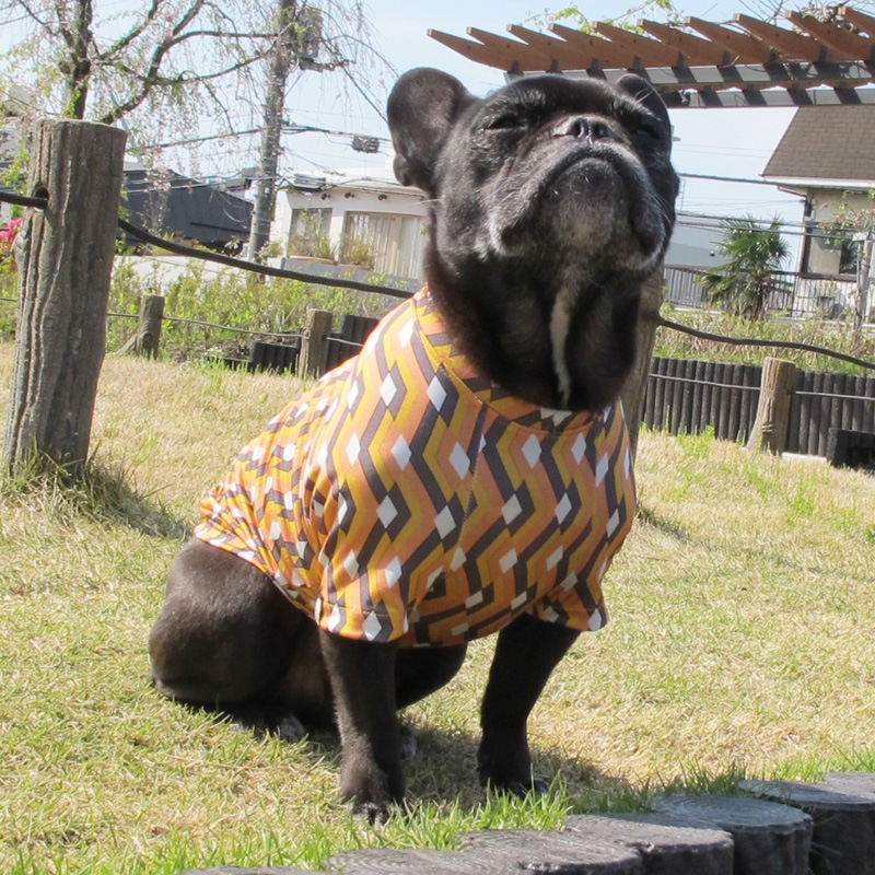 ����å���ʥ⥶�����ץ���T����ġ�T�����2��or���󥯥ȥå�1���T�����1��ϥ᡼���زġ�