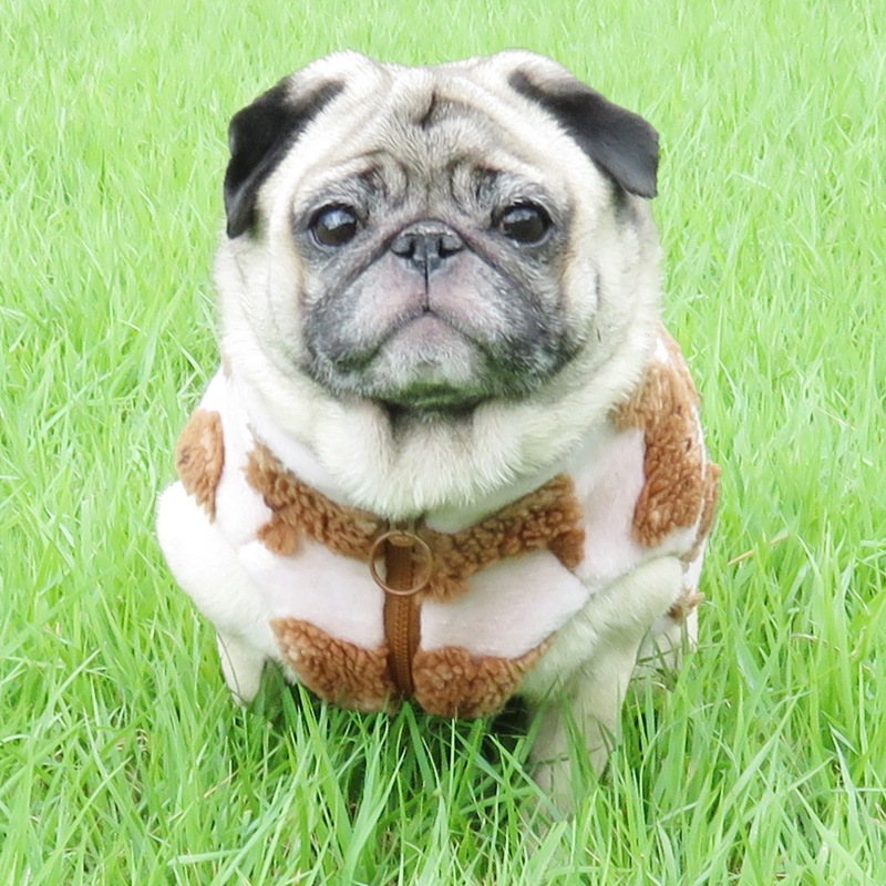 10/10 21䳫ϡޤ٥ȡڰΤߥ᡼زġ