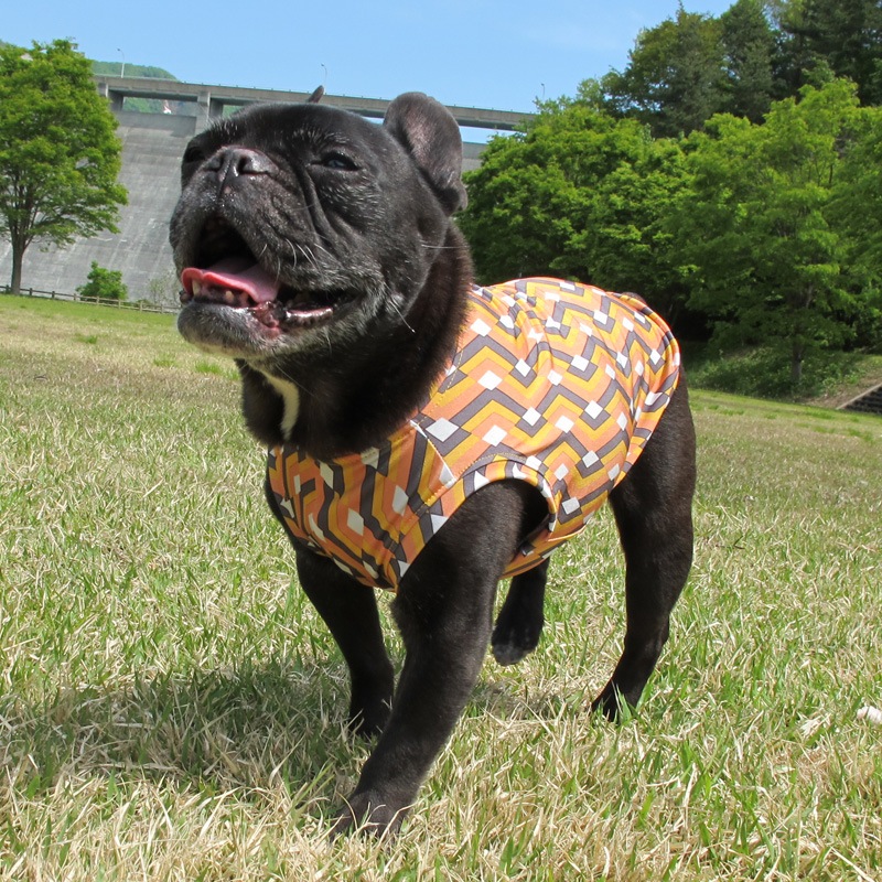 ����å���ʥ⥶�����ץ��ȥ��󥯥ȥåס�T�����2��or���󥯥ȥå�1���T�����1��ϥ᡼���زġ�