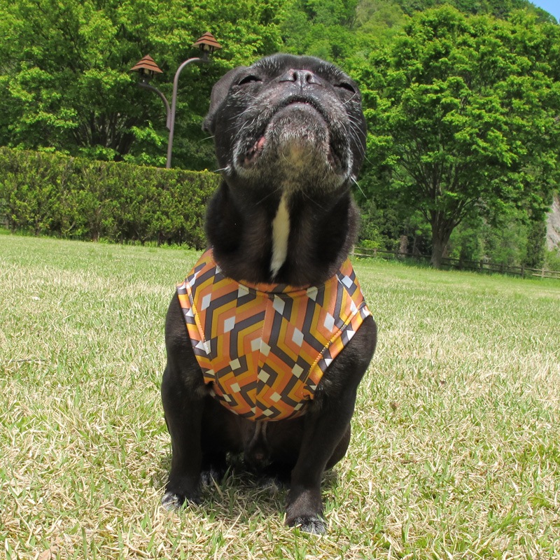 ����å���ʥ⥶�����ץ��ȥ��󥯥ȥåס�T�����2��or���󥯥ȥå�1���T�����1��ϥ᡼���زġ�