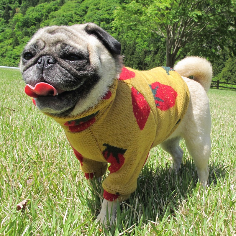 �礭�ʤ��������������ڰ���Τߥ᡼���زġ�