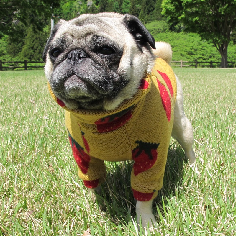 �礭�ʤ��������������ڰ���Τߥ᡼���زġ�