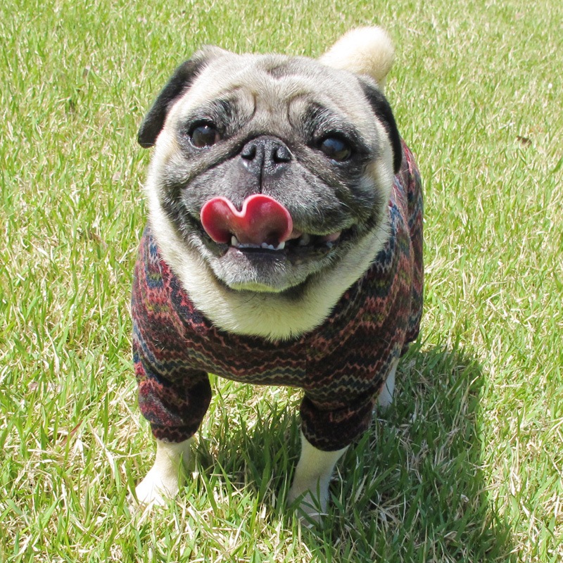 ���������˥åȥ����Ĥʤ��ڰ���Τߥ᡼���زġ�