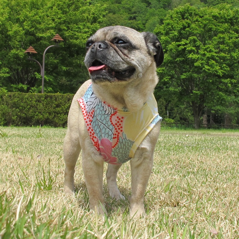 ��������ʥե��ץ��ȥ��󥯥ȥåס�T�����2��or���󥯥ȥå�1���T�����1��ϥ᡼���زġ�