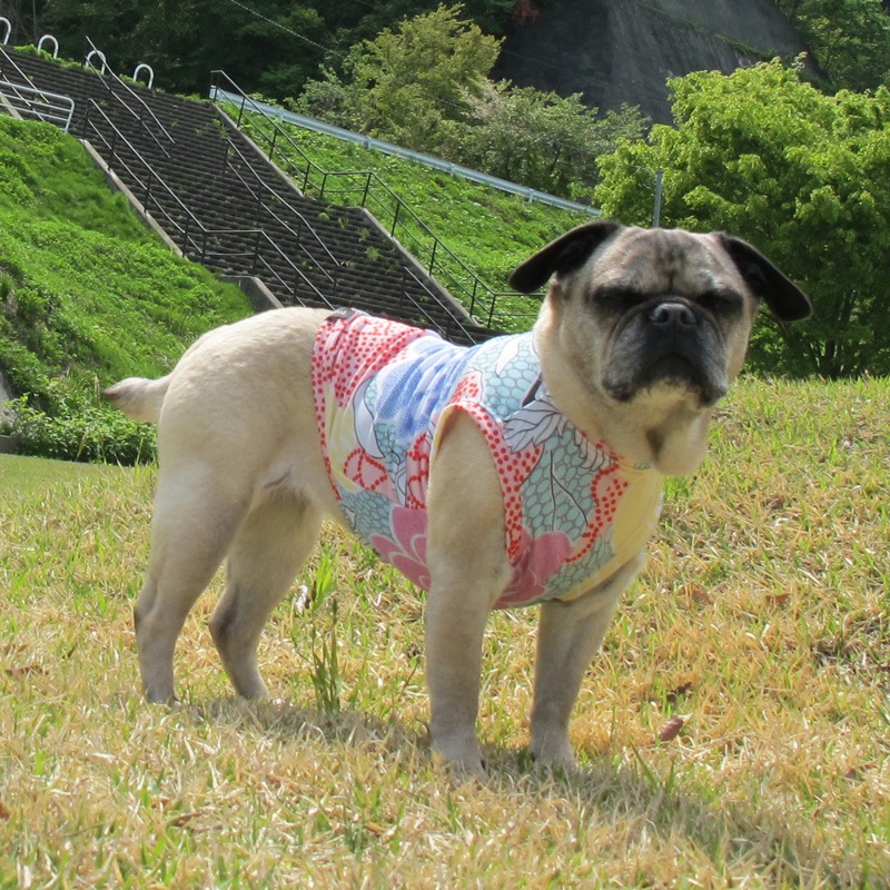 ��������ʥե��ץ��ȥ��󥯥ȥåס�T�����2��or���󥯥ȥå�1���T�����1��ϥ᡼���زġ�