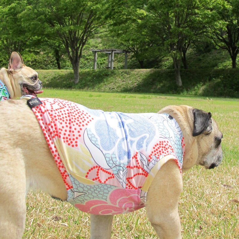 ��������ʥե��ץ��ȥ��󥯥ȥåס�T�����2��or���󥯥ȥå�1���T�����1��ϥ᡼���زġ�